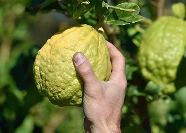 cedrat fruit being picked